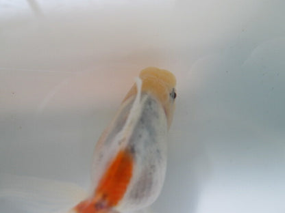 倉庫◆生体（1匹）  NO.1鈴木東錦 弐歳魚  約8センチ　 アズマニシキ/金魚/あずまにしき/すずきあずま/きんぎょ/国産金魚【金魚小屋-希-福岡】