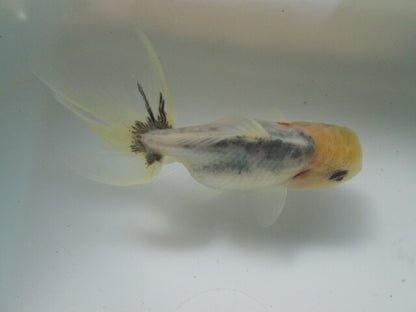 倉庫◆生体（1匹）  NO.3鈴木東錦 弐歳魚  約8センチ　 アズマニシキ/金魚/あずまにしき/すずきあずま/きんぎょ/国産金魚【金魚小屋-希-福岡】