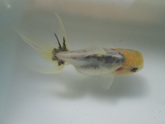 倉庫◆生体（1匹）  NO.3鈴木東錦 弐歳魚  約8センチ　 アズマニシキ/金魚/あずまにしき/すずきあずま/きんぎょ/国産金魚【金魚小屋-希-福岡】