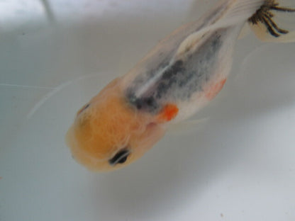 倉庫◆生体（1匹）  NO.3鈴木東錦 弐歳魚  約8センチ　 アズマニシキ/金魚/あずまにしき/すずきあずま/きんぎょ/国産金魚【金魚小屋-希-福岡】