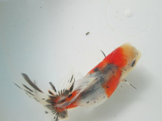 倉庫◆生体（1匹）  NO.4鈴木東錦 弐歳魚  約8センチ　 アズマニシキ/金魚/あずまにしき/すずきあずま/きんぎょ/国産金魚【金魚小屋-希-福岡】