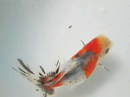 倉庫◆生体（1匹）  NO.4鈴木東錦 弐歳魚  約8センチ　 アズマニシキ/金魚/あずまにしき/すずきあずま/きんぎょ/国産金魚【金魚小屋-希-福岡】