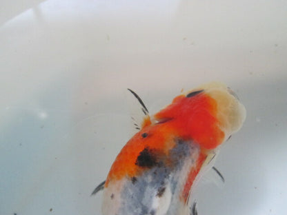 倉庫◆生体（1匹）  NO.4鈴木東錦 弐歳魚  約8センチ　 アズマニシキ/金魚/あずまにしき/すずきあずま/きんぎょ/国産金魚【金魚小屋-希-福岡】