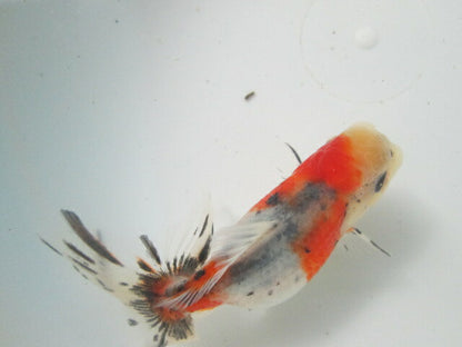 倉庫◆生体（1匹）  NO.4鈴木東錦 弐歳魚  約8センチ　 アズマニシキ/金魚/あずまにしき/すずきあずま/きんぎょ/国産金魚【金魚小屋-希-福岡】