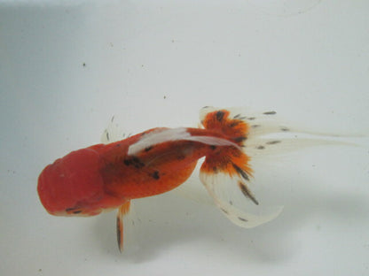 倉庫◆生体（1匹）  NO.5鈴木東錦 弐歳魚  約8センチ　 アズマニシキ/金魚/あずまにしき/すずきあずま/きんぎょ/国産金魚【金魚小屋-希-福岡】