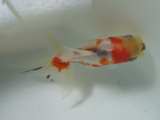 倉庫◆生体（1匹）  NO.7鈴木東錦 弐歳魚  約8センチ　 アズマニシキ/金魚/あずまにしき/すずきあずま/きんぎょ/国産金魚【金魚小屋-希-福岡】