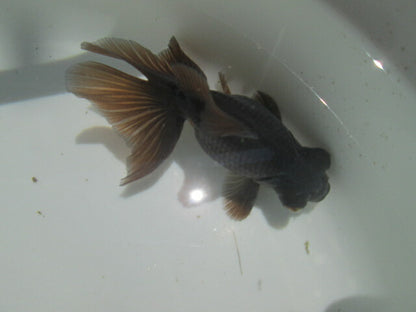 倉庫◆生体（1匹）  蝶尾 参歳魚 黒色 約10~11センチ　 チョウビ/金魚/ちょうび/出目金/きんぎょ/国産金魚【金魚小屋-希-福岡】