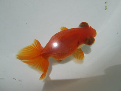 倉庫◆生体（1匹）  蝶尾 参歳魚 素赤 約8~9センチ　 チョウビ/金魚/ちょうび/出目金/きんぎょ/国産金魚【金魚小屋-希-福岡】