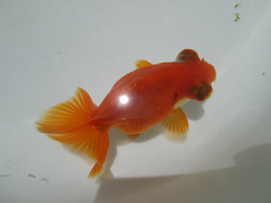 倉庫◆生体（1匹）  蝶尾 参歳魚 素赤 約8~9センチ　 チョウビ/金魚/ちょうび/出目金/きんぎょ/国産金魚【金魚小屋-希-福岡】