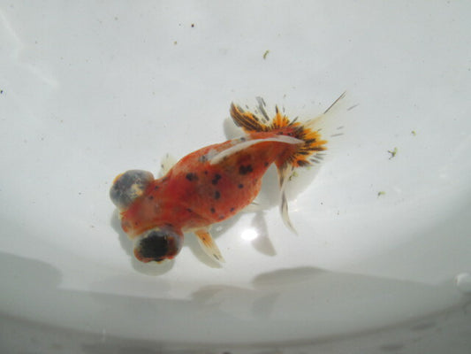 倉庫◆生体（1匹）  蝶尾 参歳魚 三色 約8~9センチ　 チョウビ/金魚/ちょうび/出目金/きんぎょ/国産金魚【金魚小屋-希-福岡】
