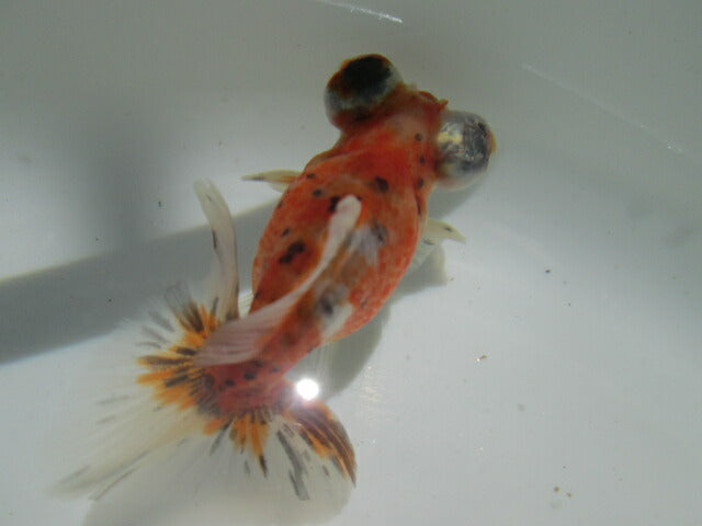 倉庫◆生体（1匹）  蝶尾 参歳魚 三色 約8~9センチ　 チョウビ/金魚/ちょうび/出目金/きんぎょ/国産金魚【金魚小屋-希-福岡】