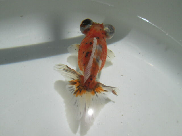 倉庫◆生体（1匹）  蝶尾 参歳魚 三色 約8~9センチ　 チョウビ/金魚/ちょうび/出目金/きんぎょ/国産金魚【金魚小屋-希-福岡】