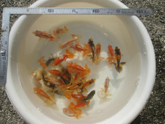 倉庫◆生体  土佐錦 当歳魚  約7~8センチ（3匹セット）　 トサキン/金魚/土佐金/とさきん/きんぎょ/国産金魚【金魚小屋-希-福岡】