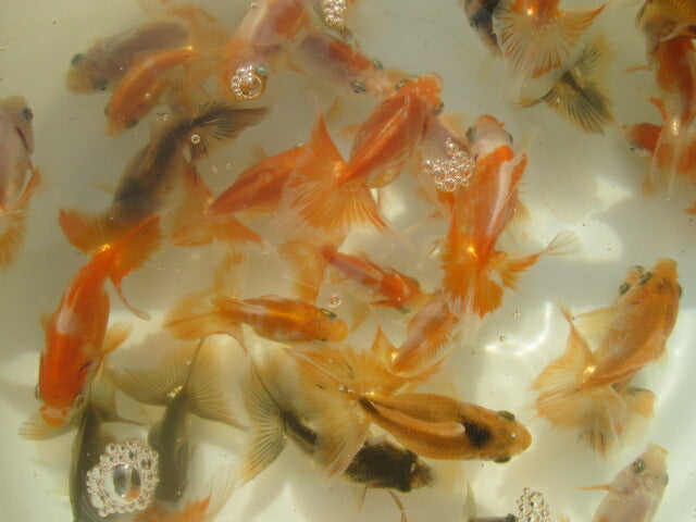 倉庫◆生体  土佐錦 当歳魚  約7~8センチ（3匹セット）　 トサキン/金魚/土佐金/とさきん/きんぎょ/国産金魚【金魚小屋-希-福岡】