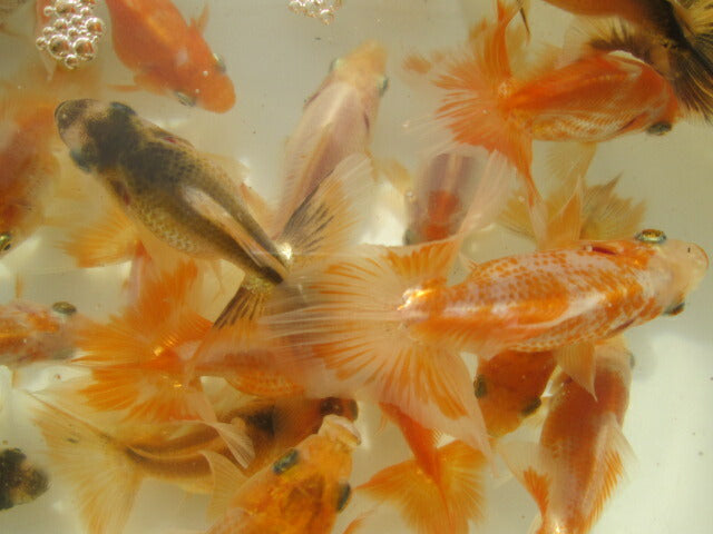 倉庫◆生体  土佐錦 当歳魚  約7~8センチ（3匹セット）　 トサキン/金魚/土佐金/とさきん/きんぎょ/国産金魚【金魚小屋-希-福岡】