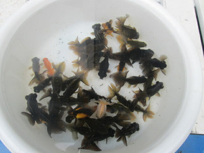 倉庫◆生体  黒蝶尾 当歳魚  約7~8センチ（1匹）　 チョウビ/金魚/出目金/ちょうび/きんぎょ/国産金魚【金魚小屋-希-福岡】