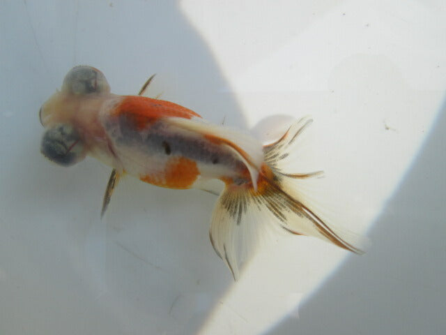 倉庫◆生体（1匹）  蝶尾 当歳魚  約7~8センチ（1）　 チョウビ/金魚/出目金/ちょうび/きんぎょ/国産金魚【金魚小屋-希-福岡】