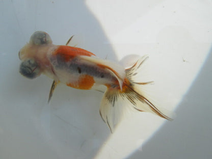 倉庫◆生体（1匹）  蝶尾 当歳魚  約7~8センチ（1）　 チョウビ/金魚/出目金/ちょうび/きんぎょ/国産金魚【金魚小屋-希-福岡】