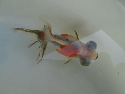 倉庫◆生体（1匹）  蝶尾 当歳魚  約7~8センチ（1）　 チョウビ/金魚/出目金/ちょうび/きんぎょ/国産金魚【金魚小屋-希-福岡】