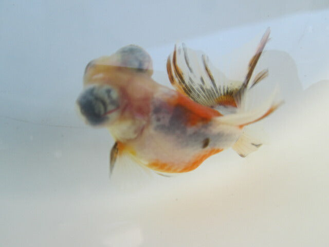 倉庫◆生体（1匹）  蝶尾 当歳魚  約7~8センチ（1）　 チョウビ/金魚/出目金/ちょうび/きんぎょ/国産金魚【金魚小屋-希-福岡】