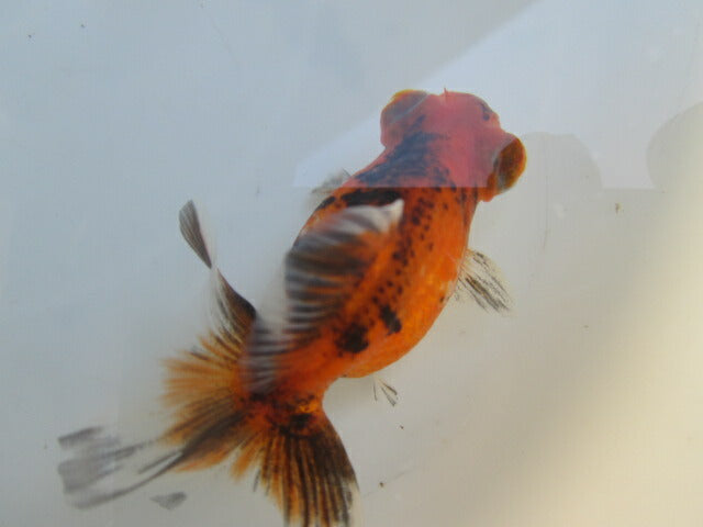 倉庫◆生体（1匹）  蝶尾 当歳魚  約7~8センチ（2）　 チョウビ/金魚/出目金/ちょうび/きんぎょ/国産金魚【金魚小屋-希-福岡】