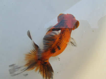 倉庫◆生体（1匹）  蝶尾 当歳魚  約7~8センチ（2）　 チョウビ/金魚/出目金/ちょうび/きんぎょ/国産金魚【金魚小屋-希-福岡】