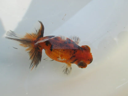 倉庫◆生体（1匹）  蝶尾 当歳魚  約7~8センチ（2）　 チョウビ/金魚/出目金/ちょうび/きんぎょ/国産金魚【金魚小屋-希-福岡】