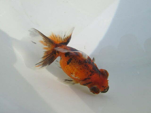 倉庫◆生体（1匹）  蝶尾 当歳魚  約7~8センチ（2）　 チョウビ/金魚/出目金/ちょうび/きんぎょ/国産金魚【金魚小屋-希-福岡】