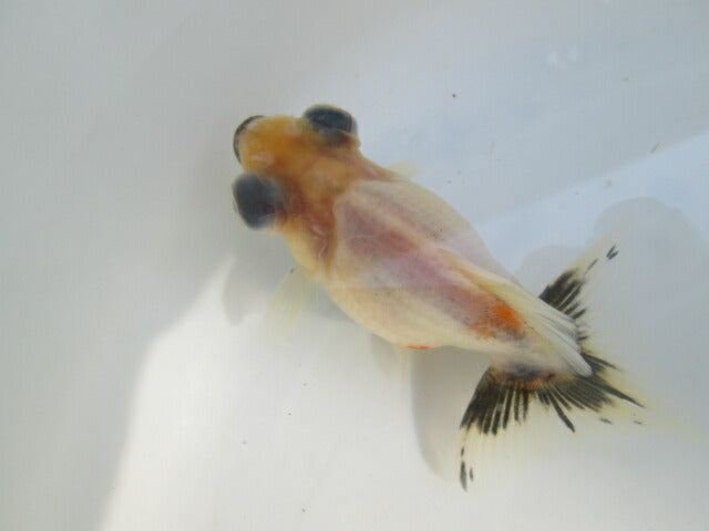 倉庫◆生体（1匹）  蝶尾 当歳魚  約7~8センチ（3）　 チョウビ/金魚/出目金/ちょうび/きんぎょ/国産金魚【金魚小屋-希-福岡】