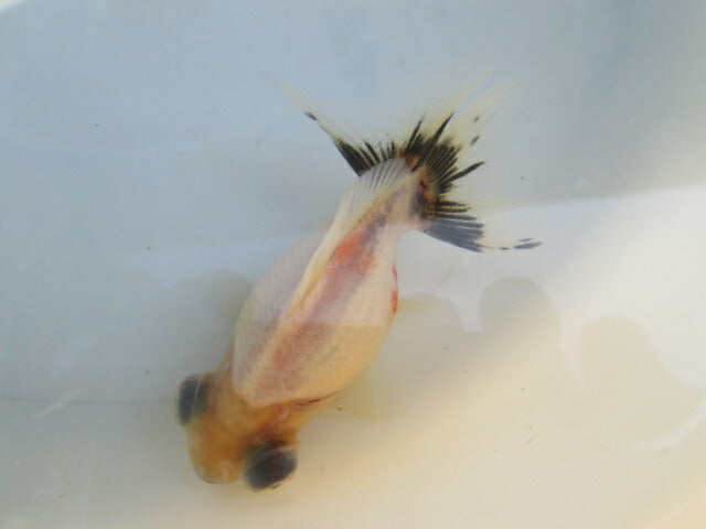 倉庫◆生体（1匹）  蝶尾 当歳魚  約7~8センチ（3）　 チョウビ/金魚/出目金/ちょうび/きんぎょ/国産金魚【金魚小屋-希-福岡】