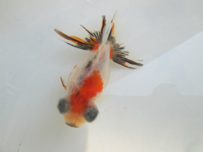 倉庫◆生体（1匹）  蝶尾 当歳魚  約7~8センチ（4）　 チョウビ/金魚/出目金/ちょうび/きんぎょ/国産金魚【金魚小屋-希-福岡】