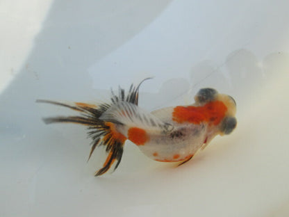 倉庫◆生体（1匹）  蝶尾 当歳魚  約7~8センチ（4）　 チョウビ/金魚/出目金/ちょうび/きんぎょ/国産金魚【金魚小屋-希-福岡】