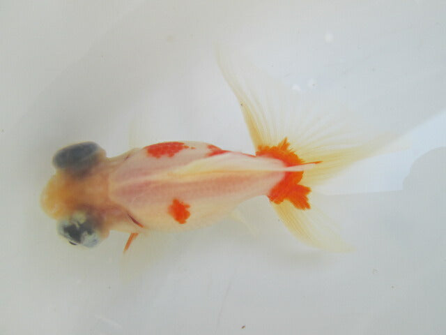 倉庫◆生体（1匹）  蝶尾 当歳魚  約7~8センチ（5）　 チョウビ/金魚/出目金/ちょうび/きんぎょ/国産金魚【金魚小屋-希-福岡】