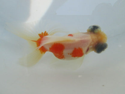 倉庫◆生体（1匹）  蝶尾 当歳魚  約7~8センチ（5）　 チョウビ/金魚/出目金/ちょうび/きんぎょ/国産金魚【金魚小屋-希-福岡】