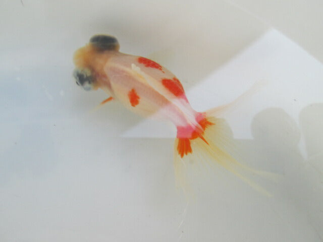 倉庫◆生体（1匹）  蝶尾 当歳魚  約7~8センチ（5）　 チョウビ/金魚/出目金/ちょうび/きんぎょ/国産金魚【金魚小屋-希-福岡】