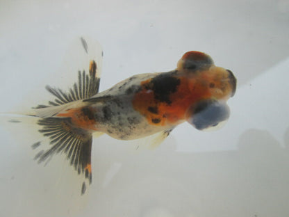 倉庫◆生体（1匹）  蝶尾 当歳魚  約7~8センチ（6）　 チョウビ/金魚/出目金/ちょうび/きんぎょ/国産金魚【金魚小屋-希-福岡】