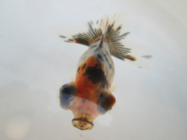 倉庫◆生体（1匹）  蝶尾 当歳魚  約7~8センチ（6）　 チョウビ/金魚/出目金/ちょうび/きんぎょ/国産金魚【金魚小屋-希-福岡】