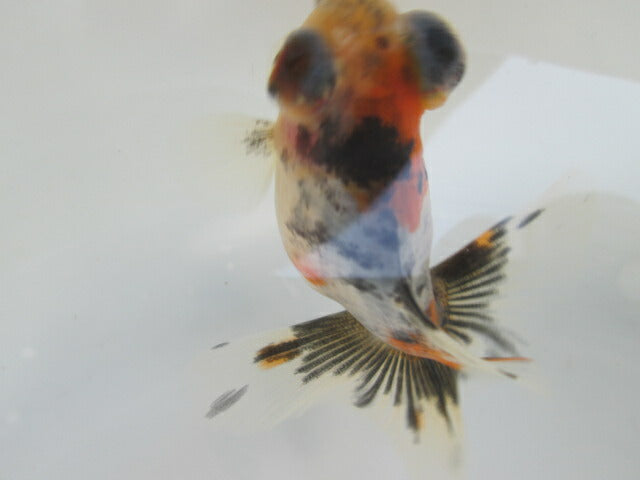 倉庫◆生体（1匹）  蝶尾 当歳魚  約7~8センチ（6）　 チョウビ/金魚/出目金/ちょうび/きんぎょ/国産金魚【金魚小屋-希-福岡】