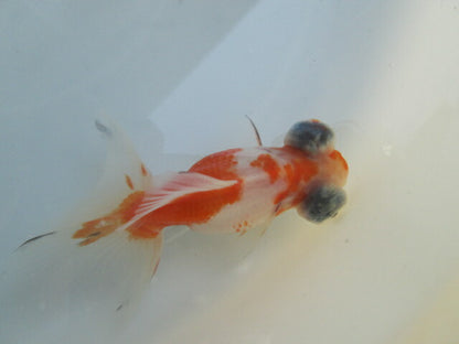 倉庫◆生体（1匹）  蝶尾 当歳魚  約7~8センチ（7）　 チョウビ/金魚/出目金/ちょうび/きんぎょ/国産金魚【金魚小屋-希-福岡】