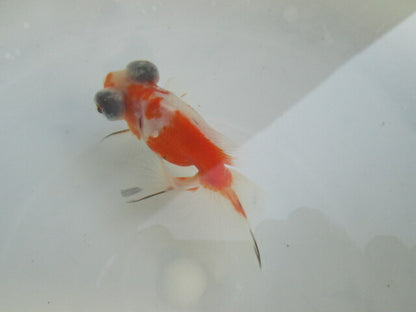 倉庫◆生体（1匹）  蝶尾 当歳魚  約7~8センチ（7）　 チョウビ/金魚/出目金/ちょうび/きんぎょ/国産金魚【金魚小屋-希-福岡】