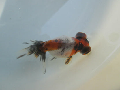 倉庫◆生体（1匹）  蝶尾 当歳魚  約7~8センチ（8）　 チョウビ/金魚/出目金/ちょうび/きんぎょ/国産金魚【金魚小屋-希-福岡】