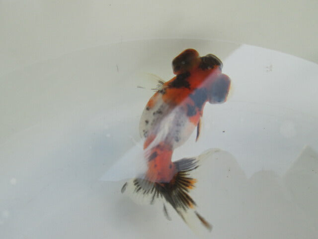 倉庫◆生体（1匹）  蝶尾 当歳魚  約7~8センチ（8）　 チョウビ/金魚/出目金/ちょうび/きんぎょ/国産金魚【金魚小屋-希-福岡】