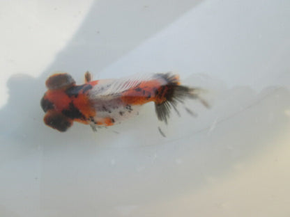 倉庫◆生体（1匹）  蝶尾 当歳魚  約7~8センチ（8）　 チョウビ/金魚/出目金/ちょうび/きんぎょ/国産金魚【金魚小屋-希-福岡】