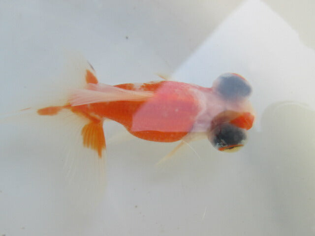 倉庫◆生体（1匹）  蝶尾 当歳魚  約7~8センチ（9）　 チョウビ/金魚/出目金/ちょうび/きんぎょ/国産金魚【金魚小屋-希-福岡】