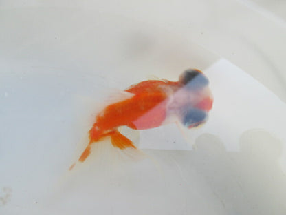 倉庫◆生体（1匹）  蝶尾 当歳魚  約7~8センチ（9）　 チョウビ/金魚/出目金/ちょうび/きんぎょ/国産金魚【金魚小屋-希-福岡】