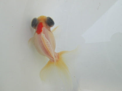 倉庫◆生体（1匹）  蝶尾 当歳魚  約7~8センチ（10）　 チョウビ/金魚/出目金/ちょうび/きんぎょ/国産金魚【金魚小屋-希-福岡】