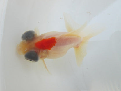 倉庫◆生体（1匹）  蝶尾 当歳魚  約7~8センチ（10）　 チョウビ/金魚/出目金/ちょうび/きんぎょ/国産金魚【金魚小屋-希-福岡】