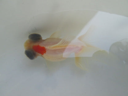 倉庫◆生体（1匹）  蝶尾 当歳魚  約7~8センチ（10）　 チョウビ/金魚/出目金/ちょうび/きんぎょ/国産金魚【金魚小屋-希-福岡】