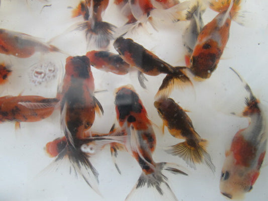 倉庫◆生体（1匹）  東錦 当歳魚  約5センチ　 アズマニシキ/金魚/あずまにしき/きんぎょ/国産金魚【金魚小屋-希-福岡】