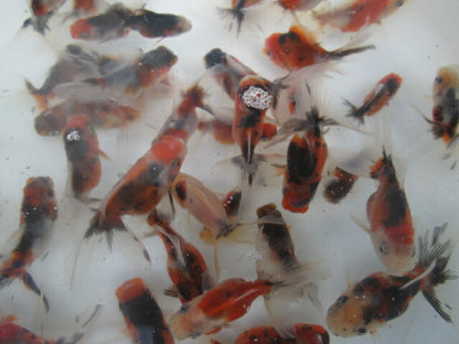倉庫◆生体（1匹）  東錦 当歳魚  約5センチ　 アズマニシキ/金魚/あずまにしき/きんぎょ/国産金魚【金魚小屋-希-福岡】